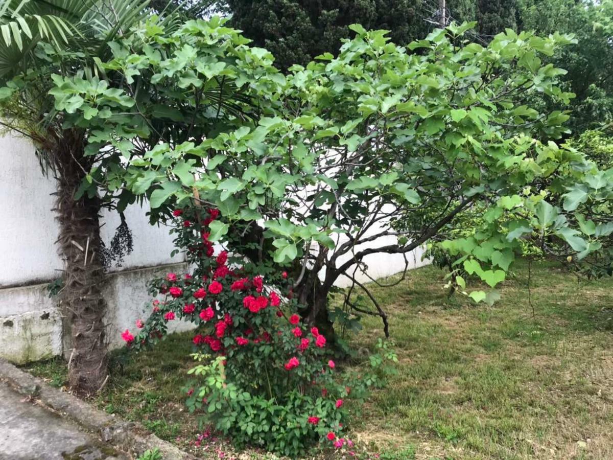 Guest House Dali Gagra Ngoại thất bức ảnh